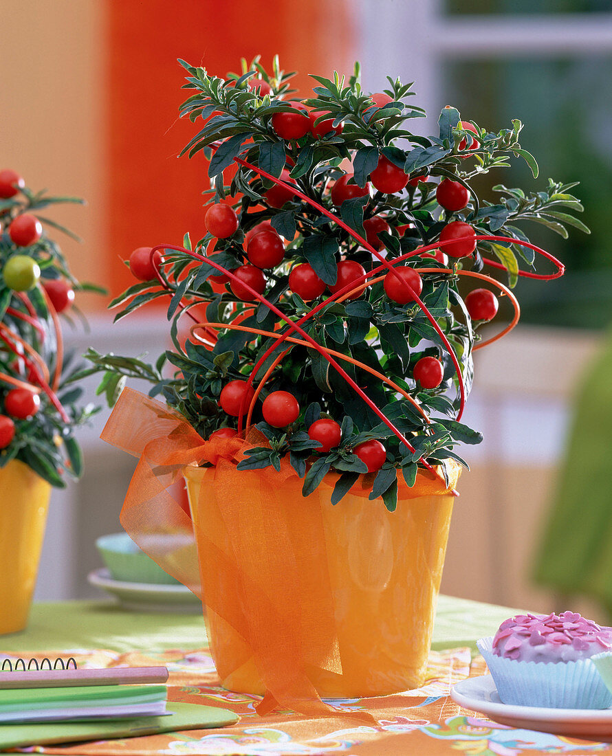 Solanum pseudocapsicum (Korallenbäumchen)