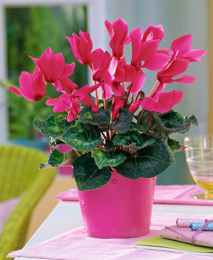 Cyclamen (cyclamen) in a pink metal pot