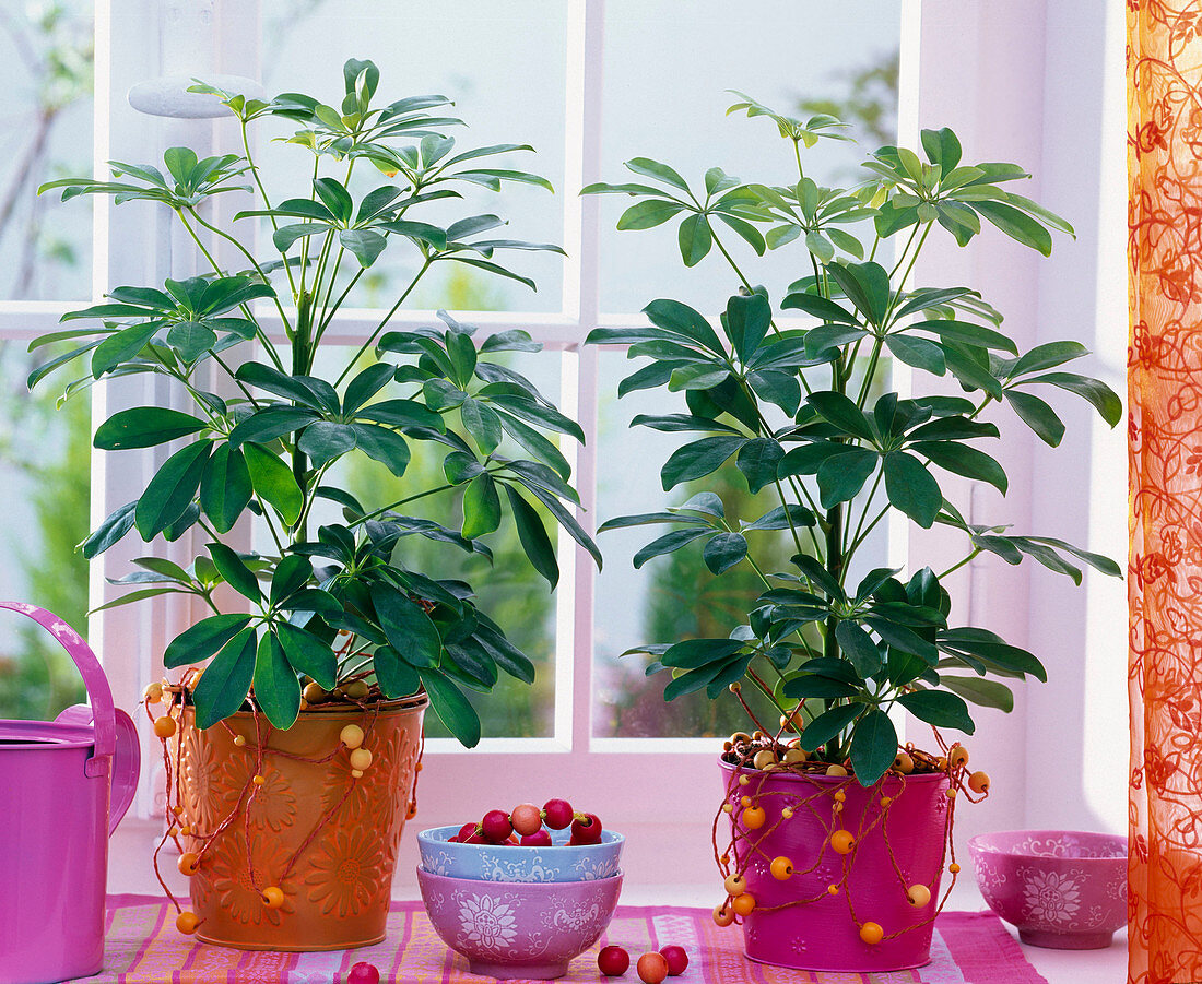 Schefflera arboricola (dwarf umbrella tree) in metal pots