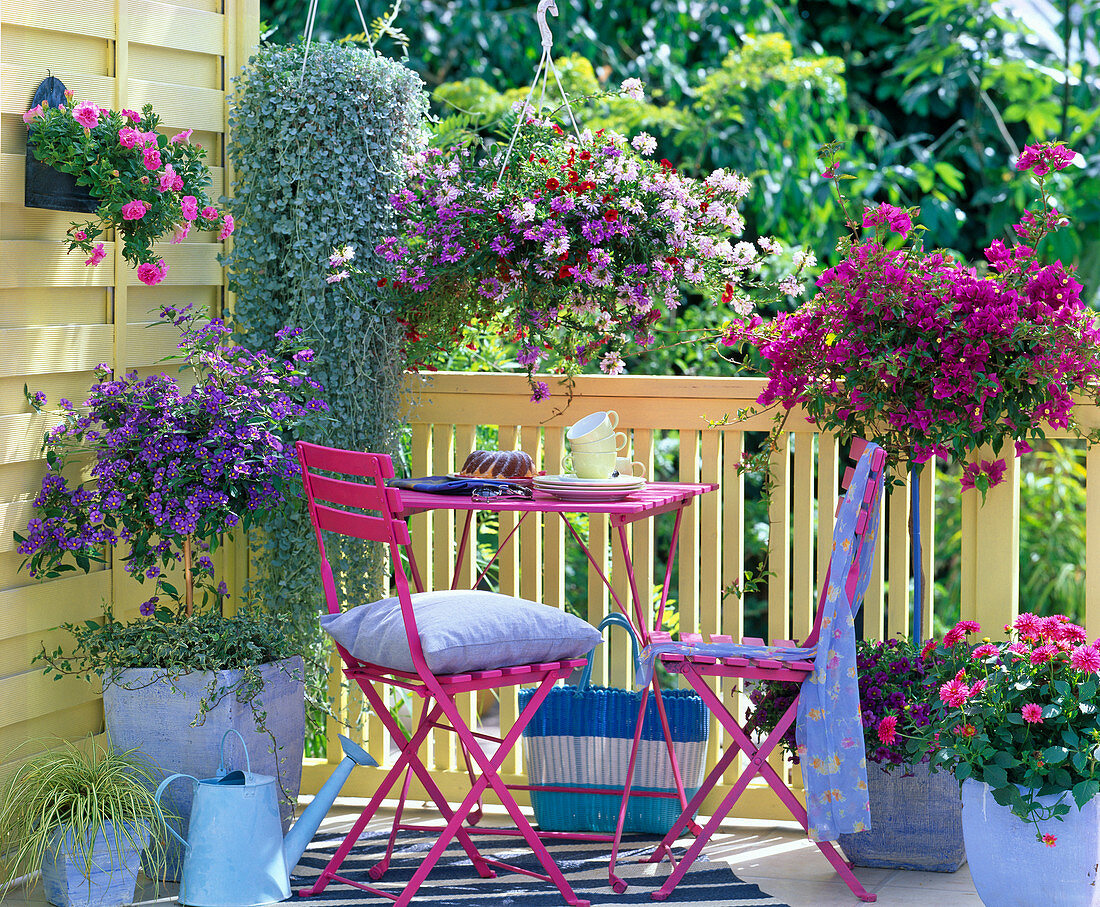 Bougainvillea, Solanum / Enzianbaum