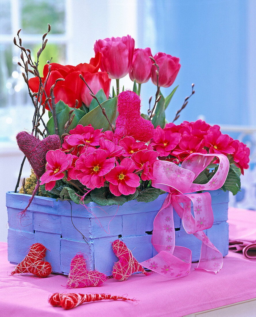 Blue woodchip basket with Primula acaulis (Spring Primrose)