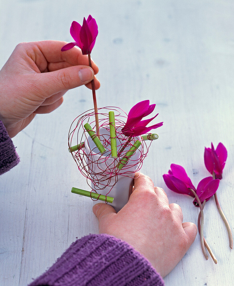 Red wire with dogwood pieces as plug-in aid for Cyclamen