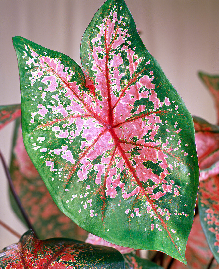 Red-green patterned leaf of Caladium (colored leaf)