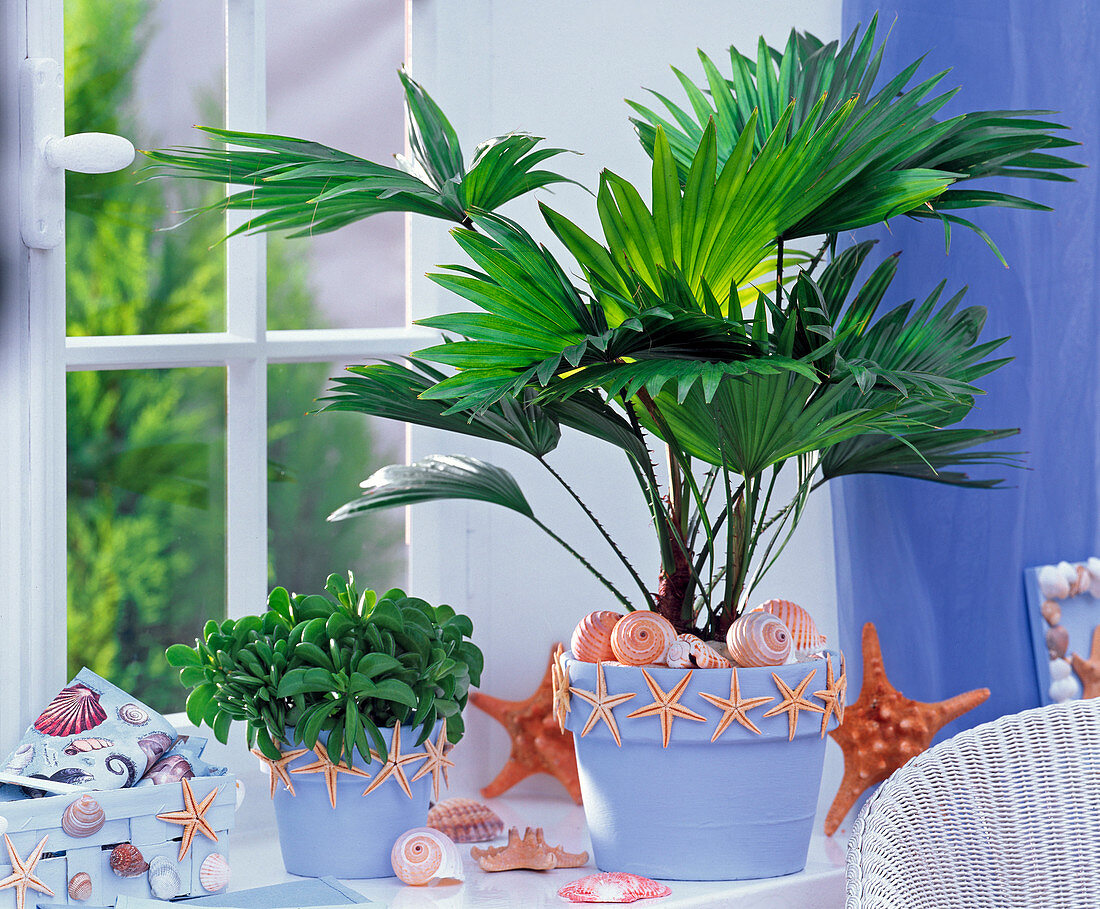 Flower pots covered with starfish