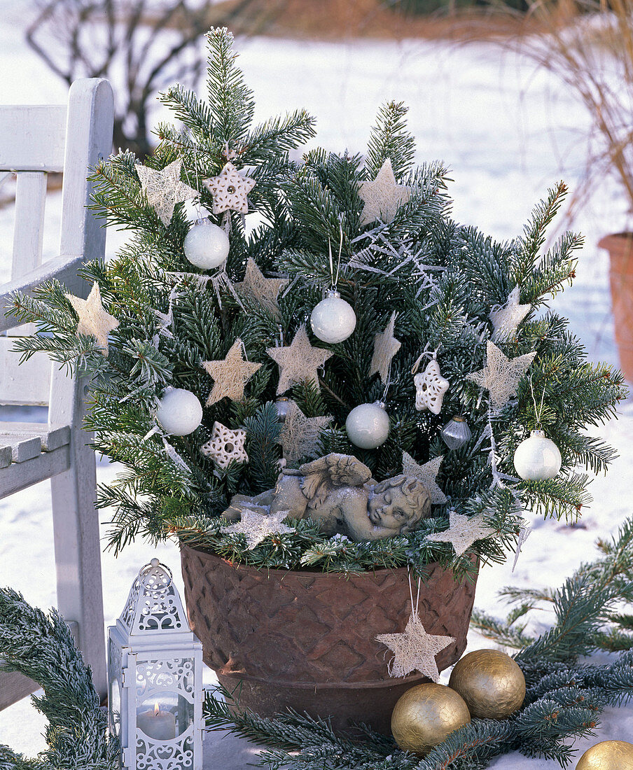 Bouquet made of Abies (fir), Picea (spruce) in bowl stuck