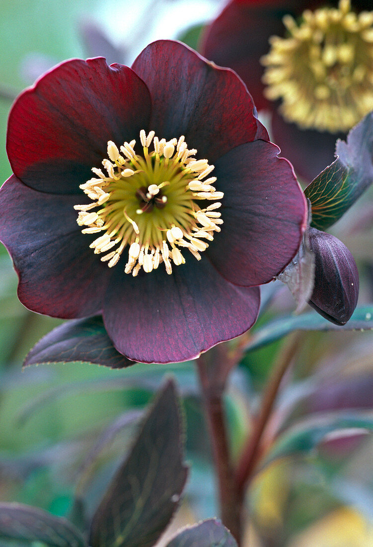 Helleborus Gold Collection 'Merlin' (Dark Red Lentil Rose)