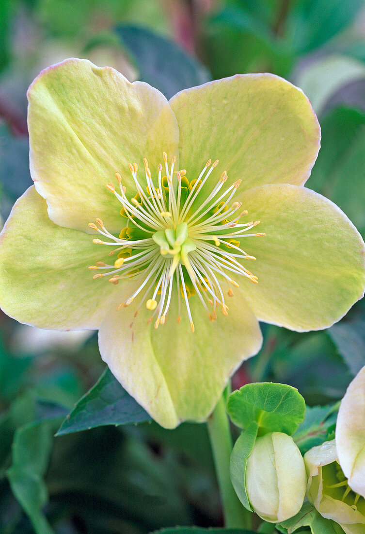 Helleborus Gold Collection 'Silvermoon' (Christmas rose)