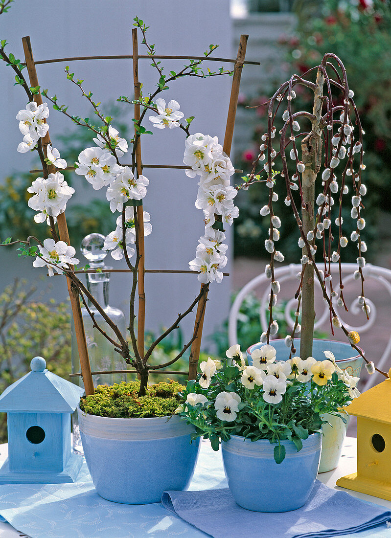 Chaenomeles (ornamental quince), Salix 'Kilmarnock' (kitten pasture)