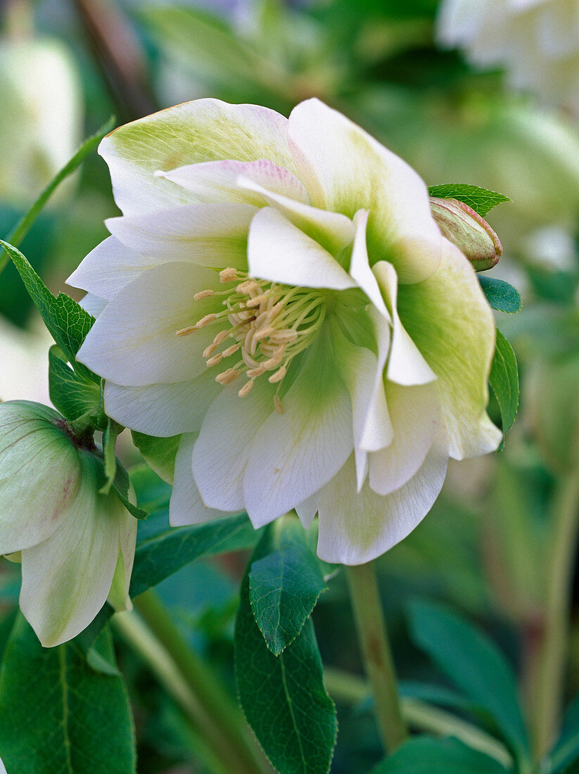 Helleborus Gold Collection 'Double Surprise' flower