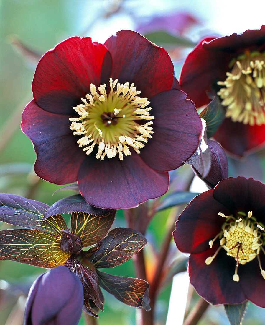 Blüte von Helleborus Gold Collection 'Merlin'