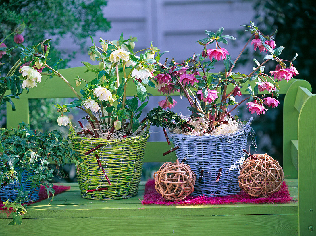 Helleborus Gold Collection (double white Christmas rose and pink lentil)