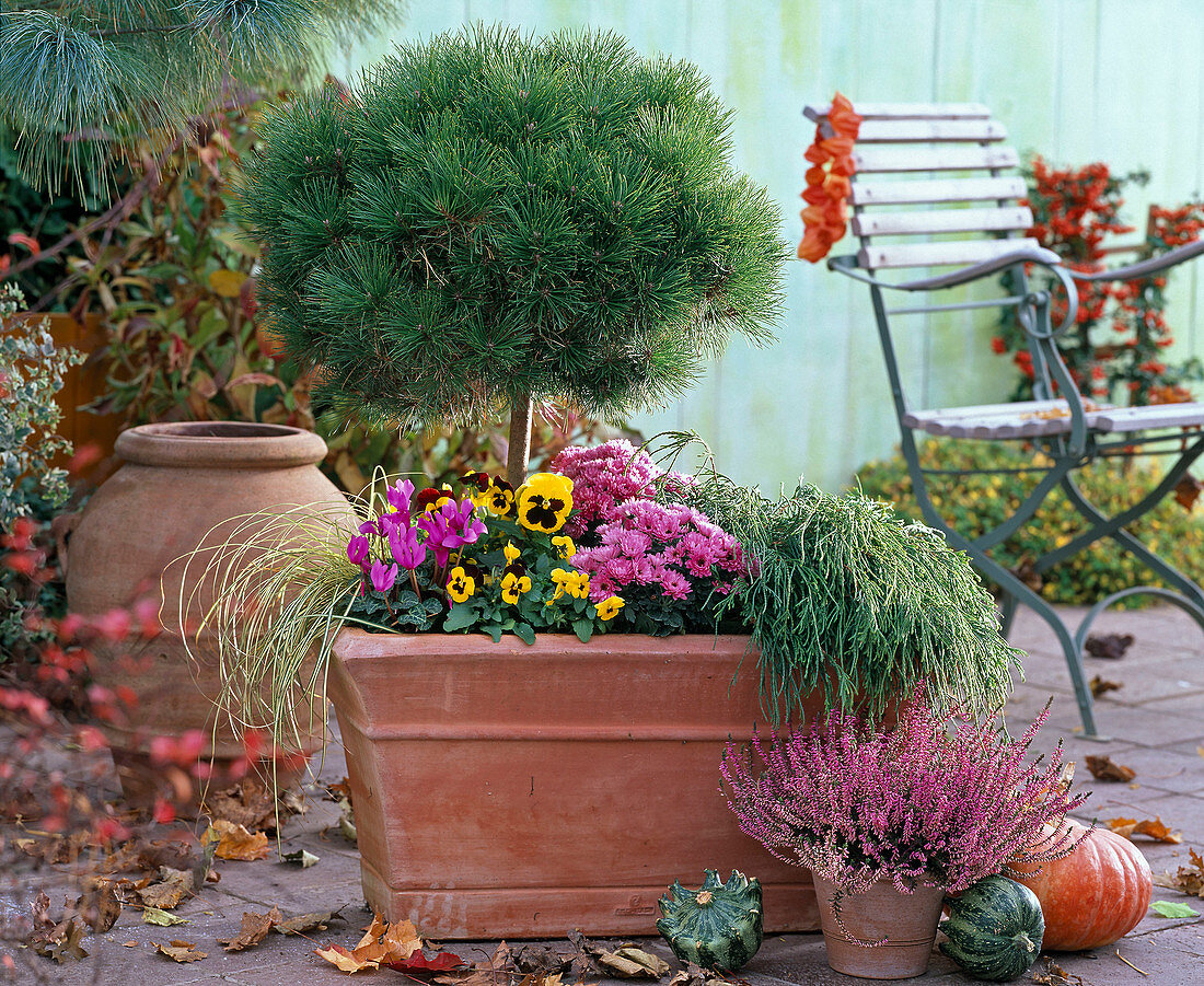 Terracotta box with Pinus 'Varella' (pine), Chamaecyparis