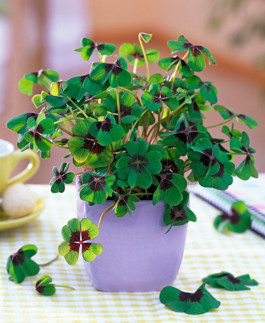 Oxalis deppei (lucky clover) in square pastel purple pot