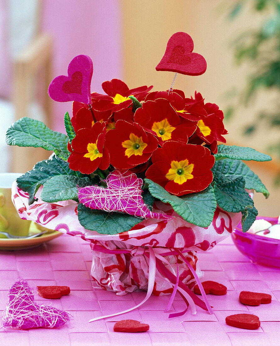 Rote Primula acaulis (Frühlingsprimel) in Geschenkpapier mit Herzmotiven