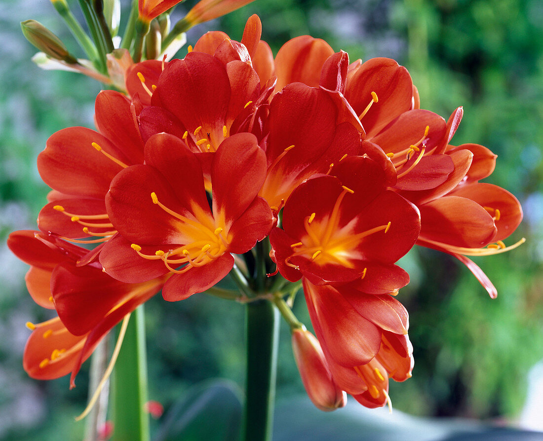 Bright red flowers of Clivia (bush lily) – License image – 12137266 ...