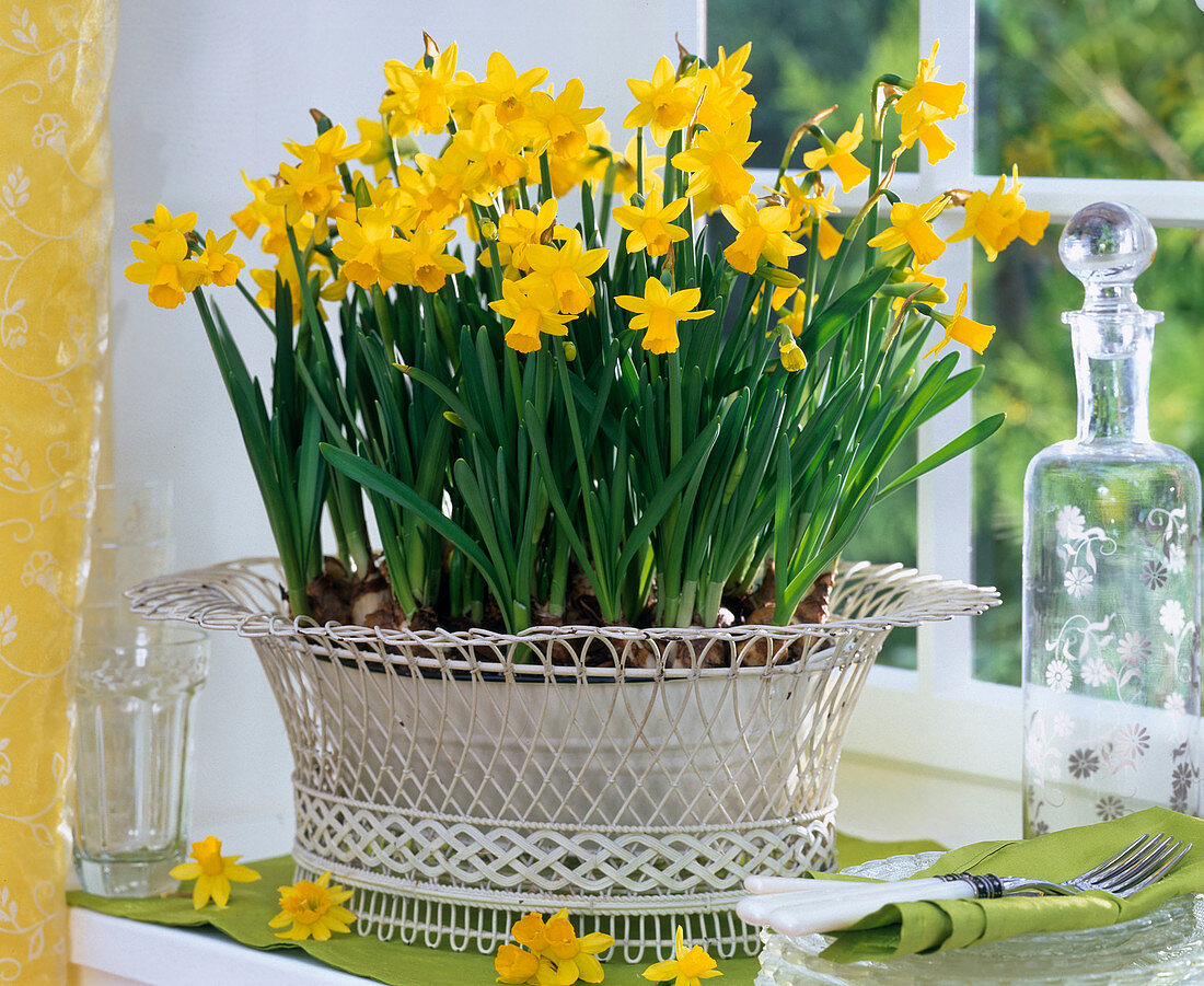Narcissus 'Tete-à-Tete' (Narzissen) in weißer Jardiniere auf dem Tisch