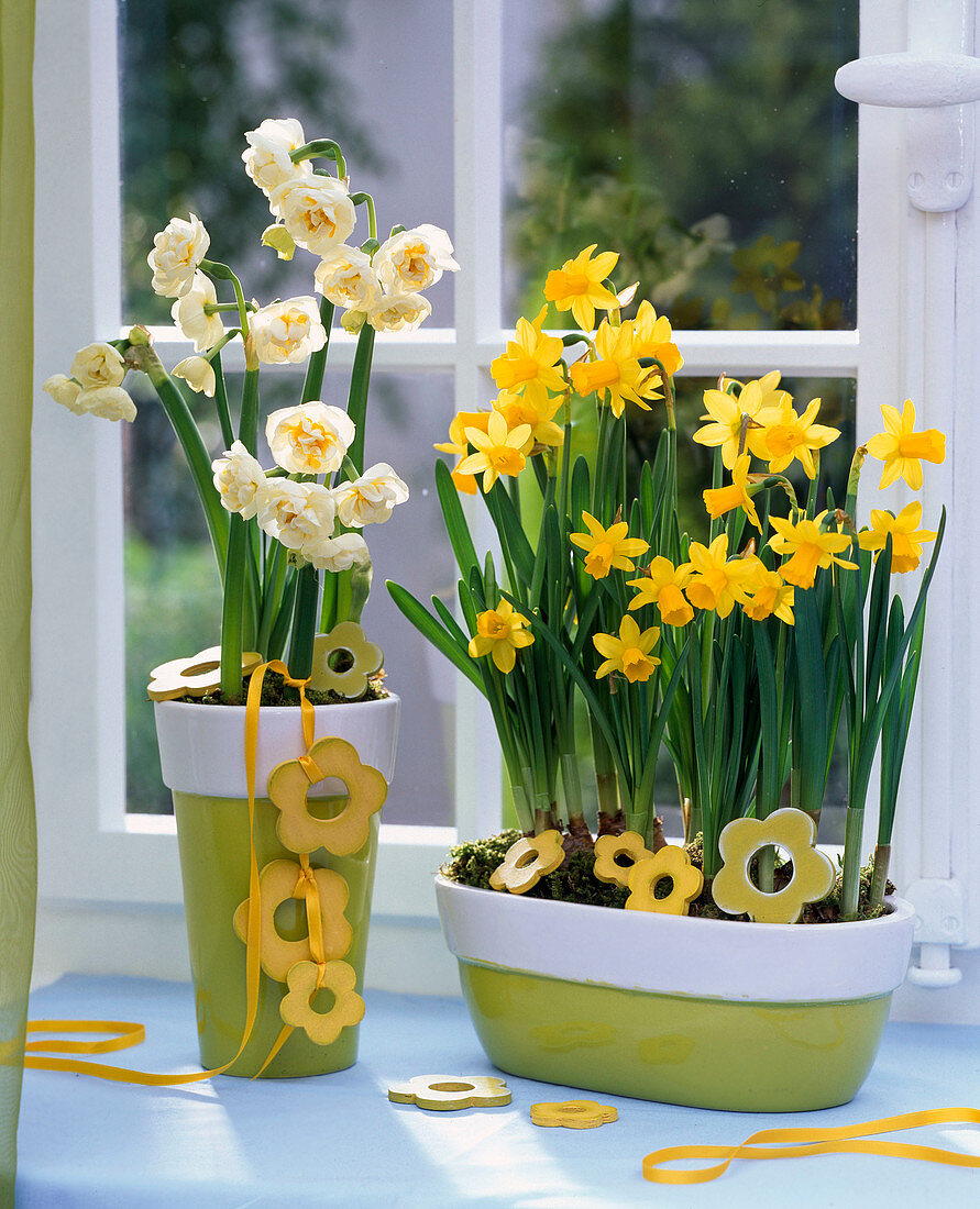 Narcissus 'Tete á Tete', 'Bridal Crown' (Narzissen)