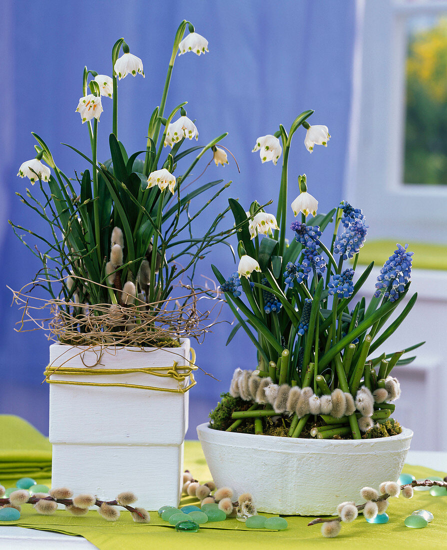 Leucojum vernum (Marigold), Muscari armeniacum (Grape Hyacinth)