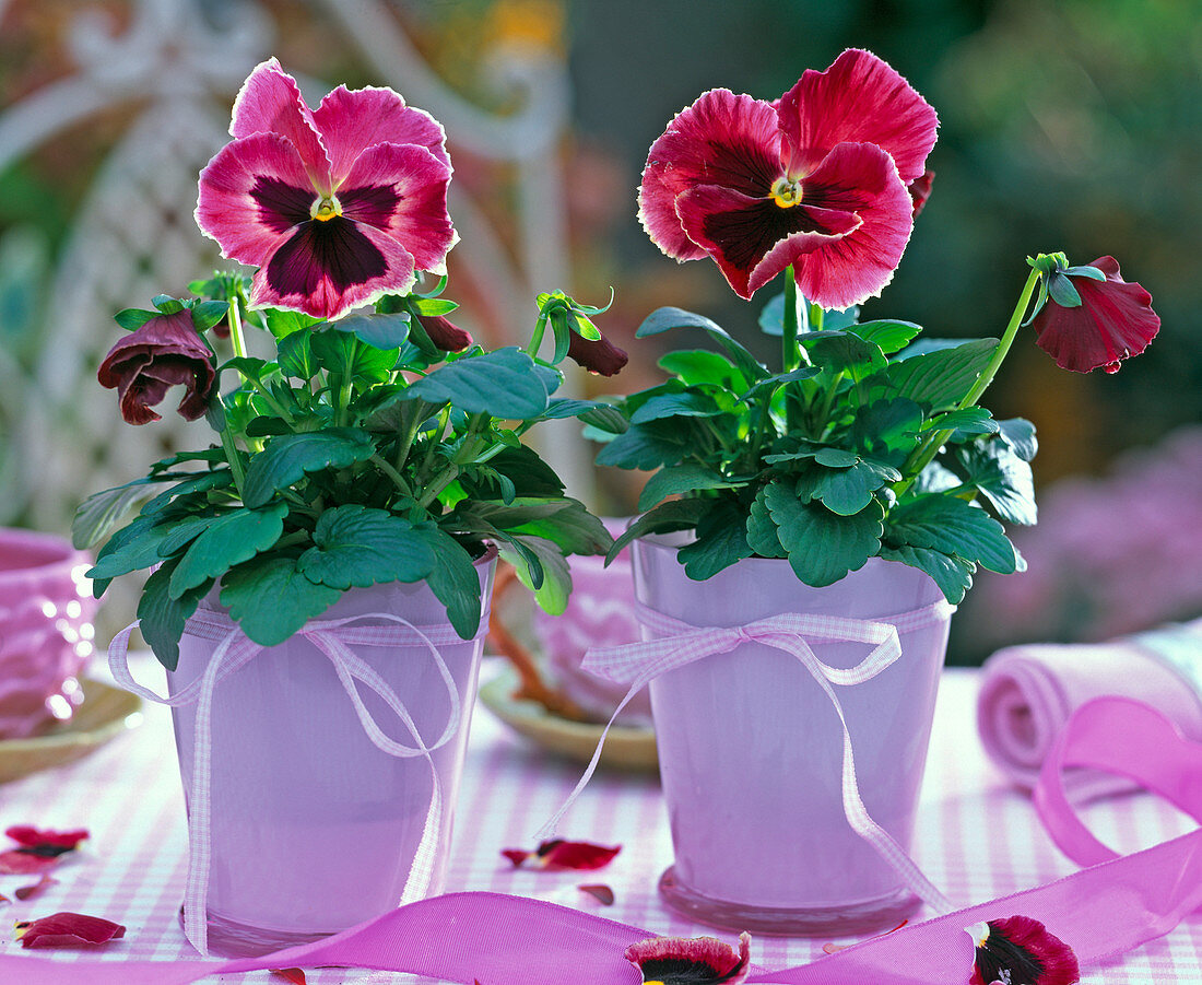 Viola wittrockiana (Pansy), red with black eye