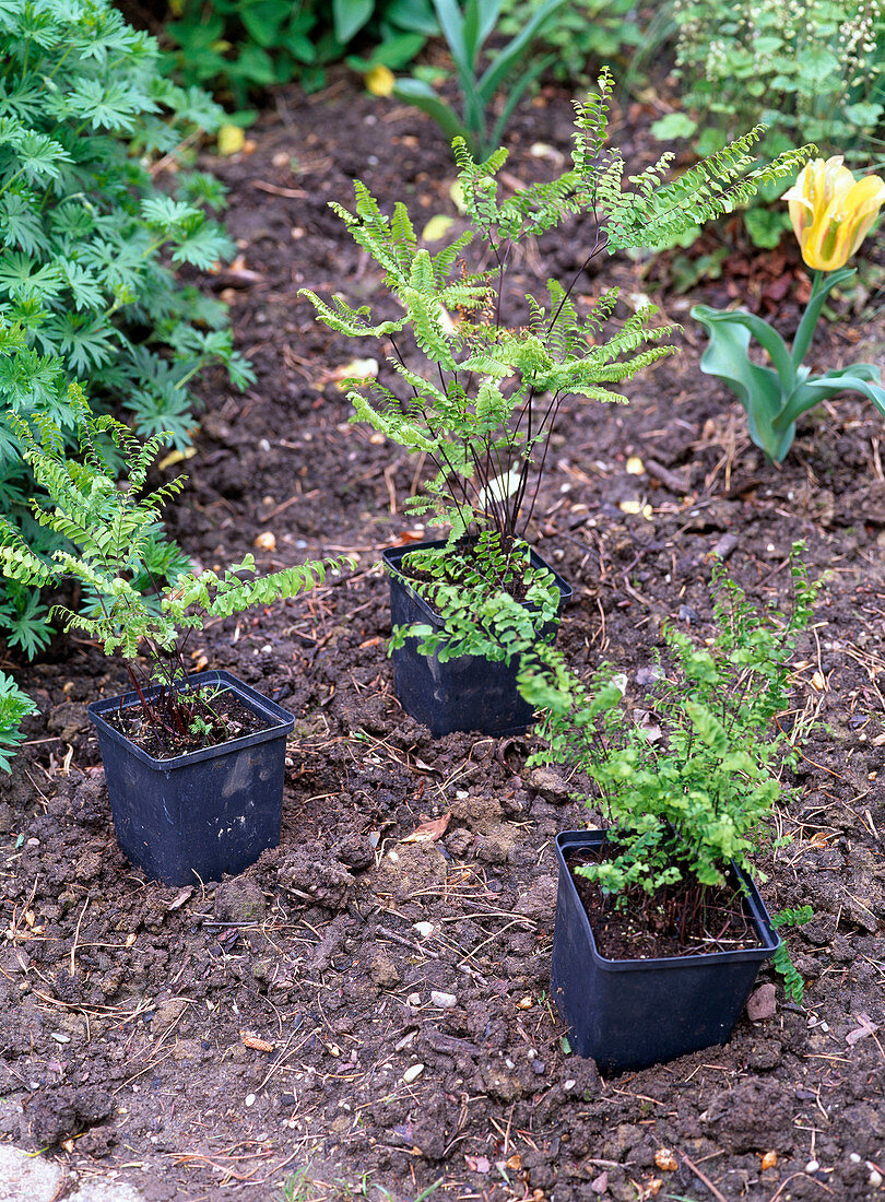 Laying out Adiantum pedatum (peacock fern) in the perennial bed