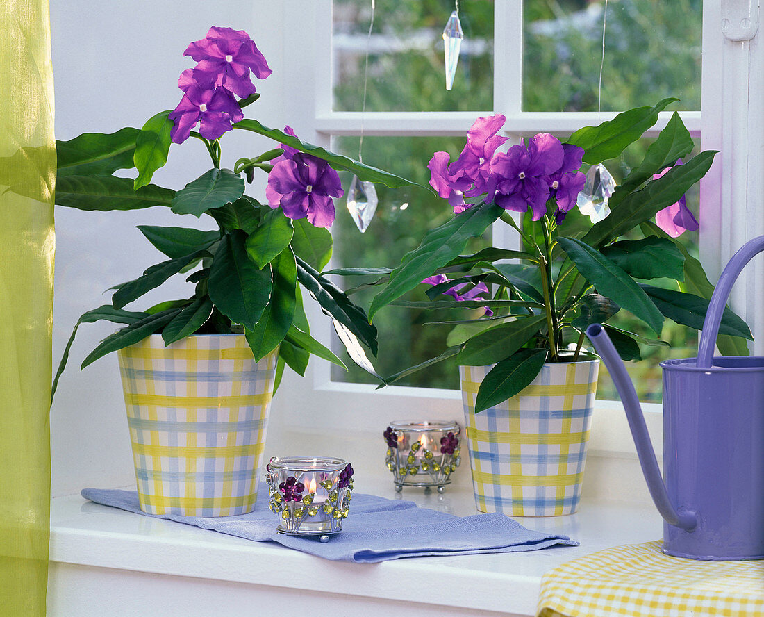 Brunfelsia (Brunfelsia) in chequered planters on the windowsill