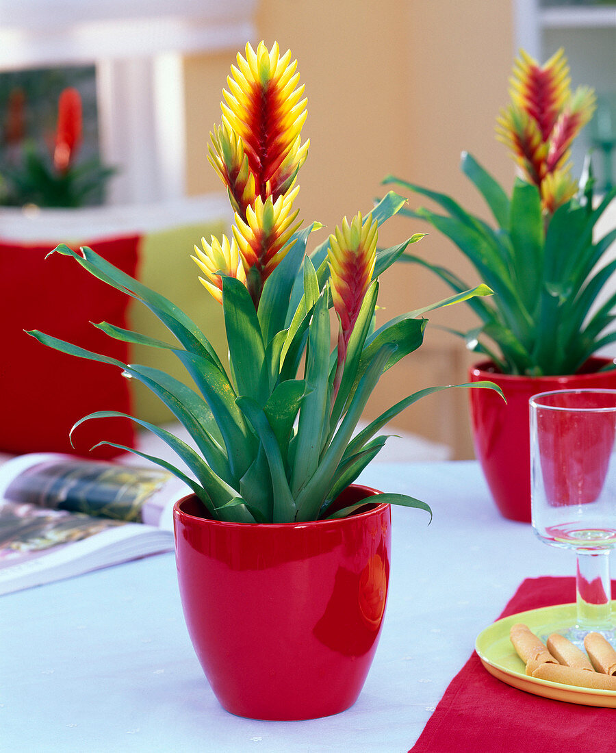 Vriesea (flaming sword) in red planter on the table