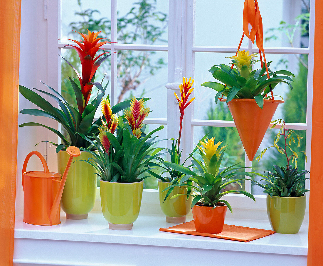 Guzmania (Guzmania), on the windowsill and in hanging basket