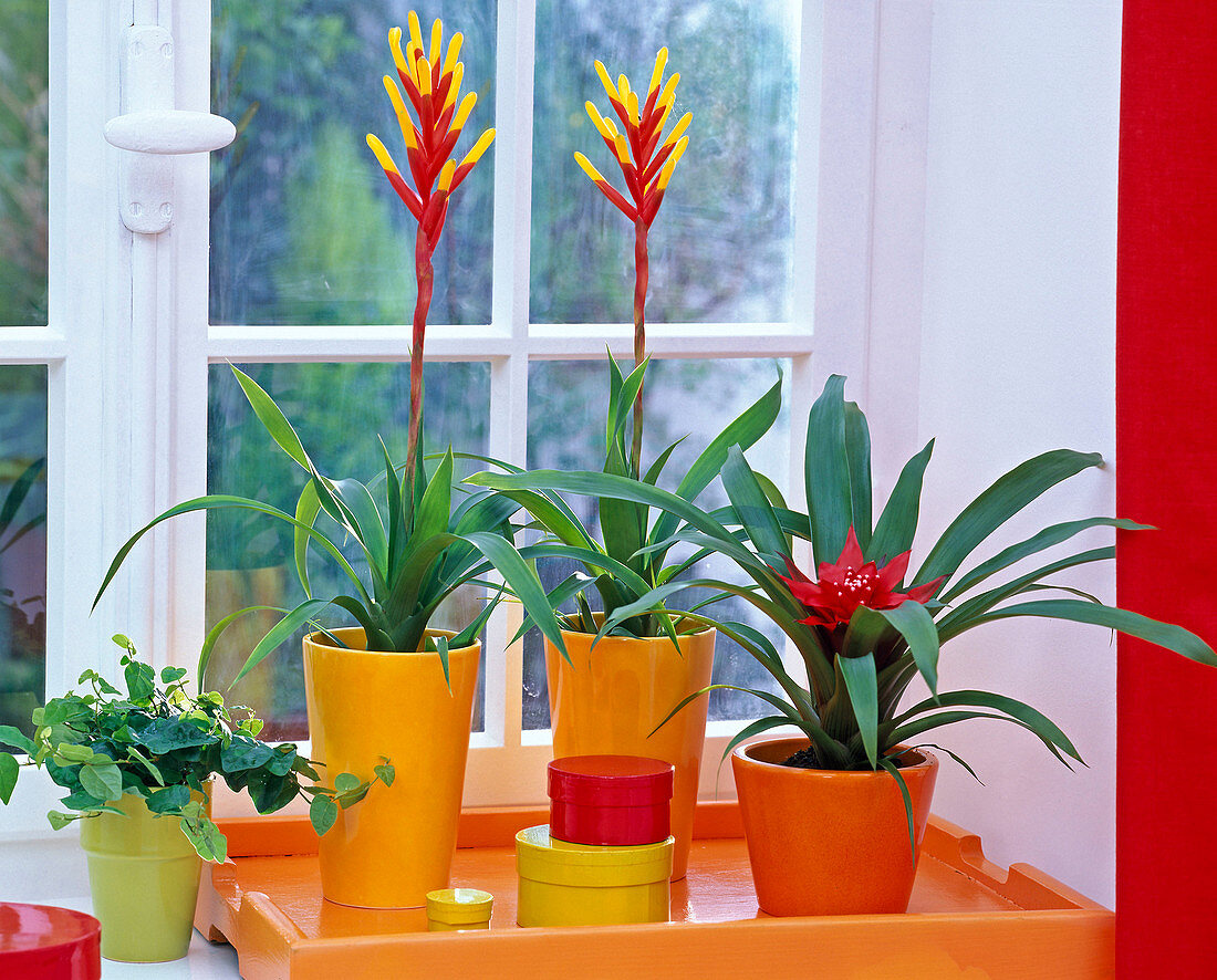 Ficus pumila, Guzmania minor at the window