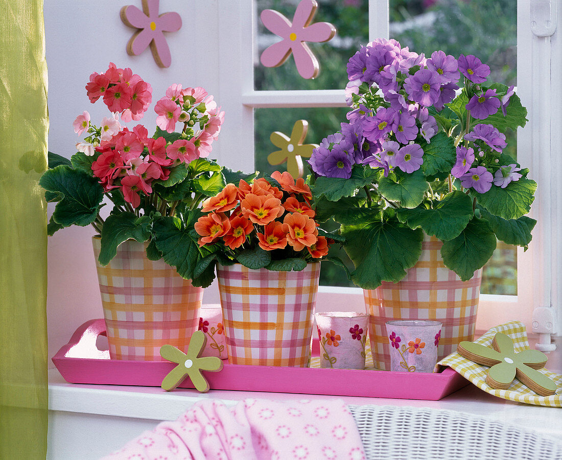 Primula obconica and acaulis on pink tray