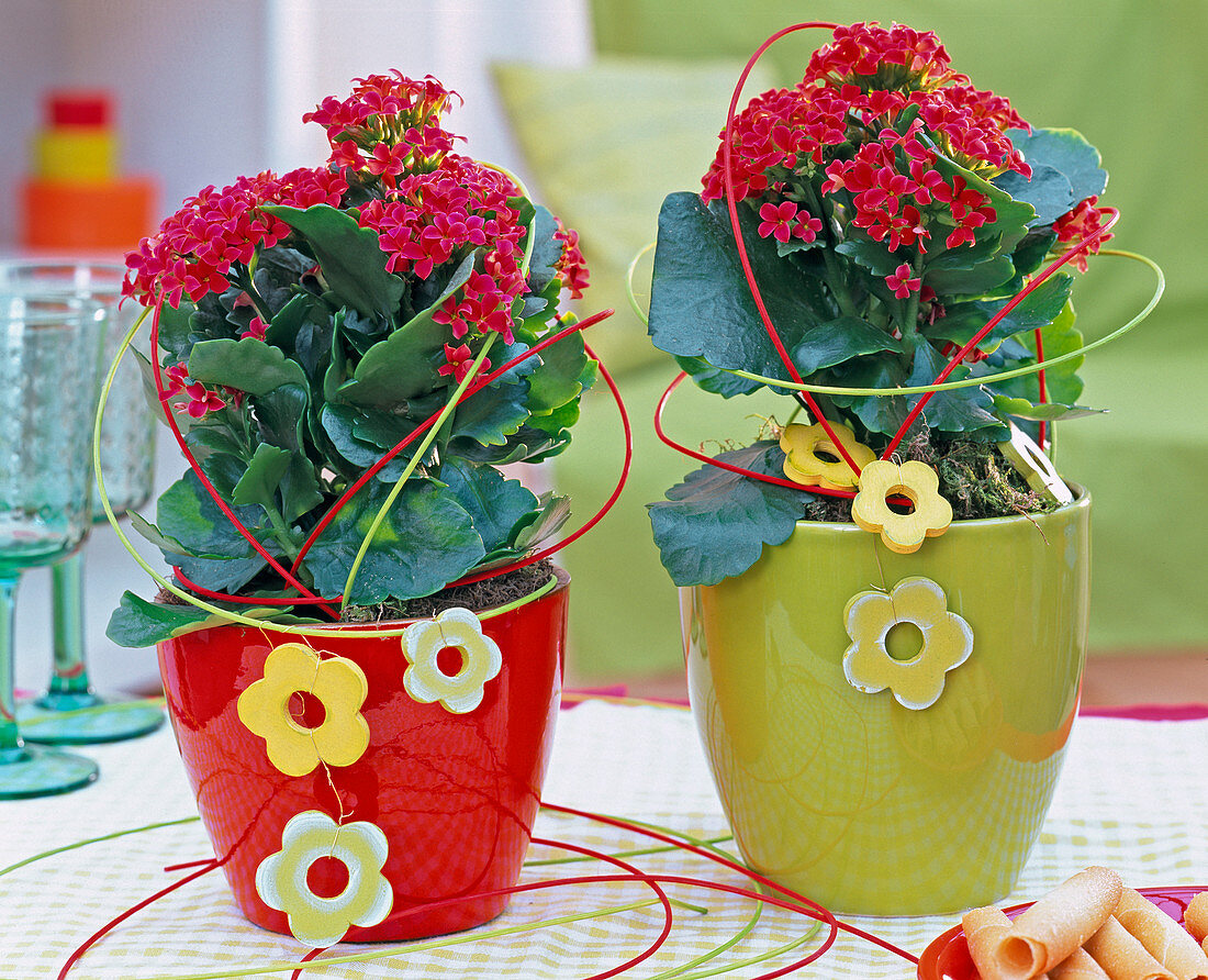 Kalanchoe blossfeldiana (Flaming Beetle, red), decorated with peddigree cane