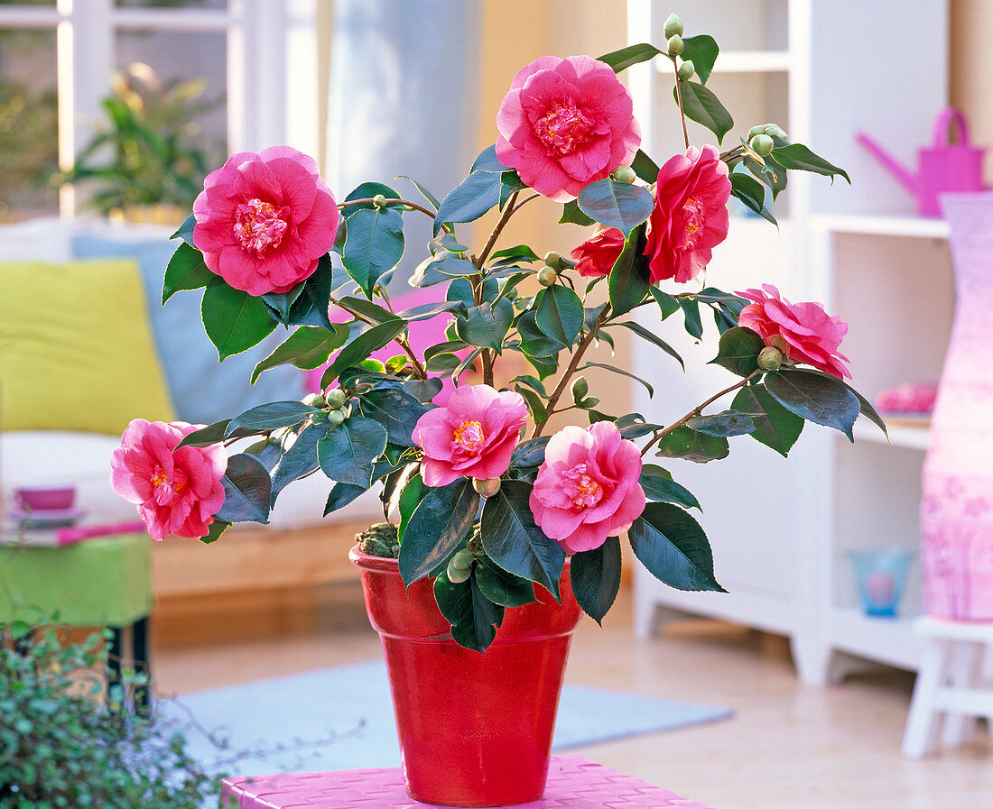 Camellia japonica 'Elegans' (Kamelie) in rotem Übertopf im Wohnzimmer