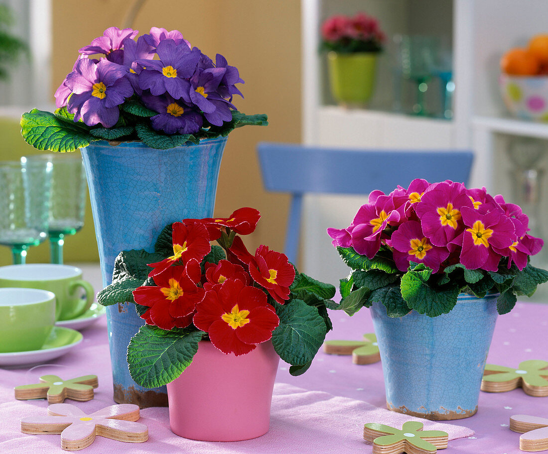 Primula acaulis (spring primroses in purple, red and pink), wooden flowers