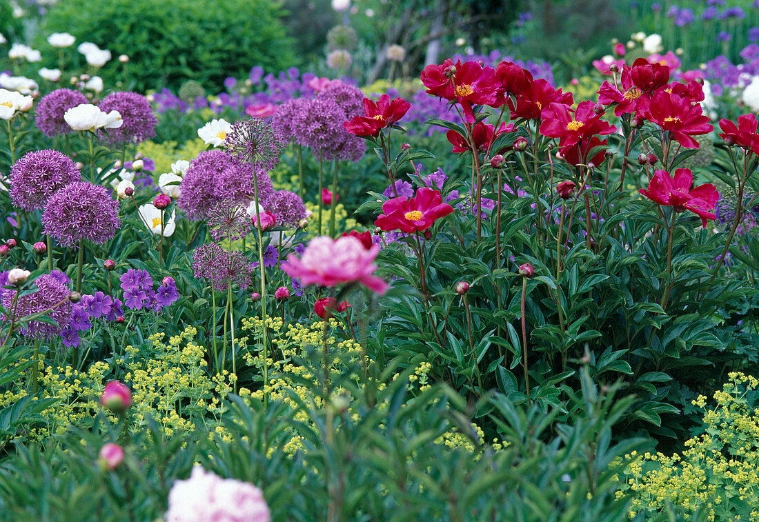 Paeonia lactiflora 'Balliol' (rote einfache Pfingstrose), Allium (Zierlauch)