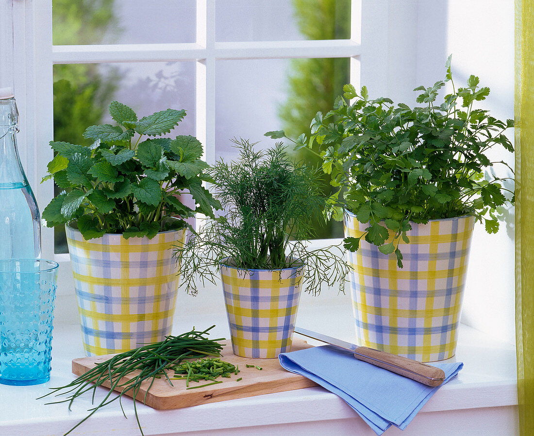 Melissa (lemon balm), Anethum (dill), Coriandrum (coriander), Petroselinum