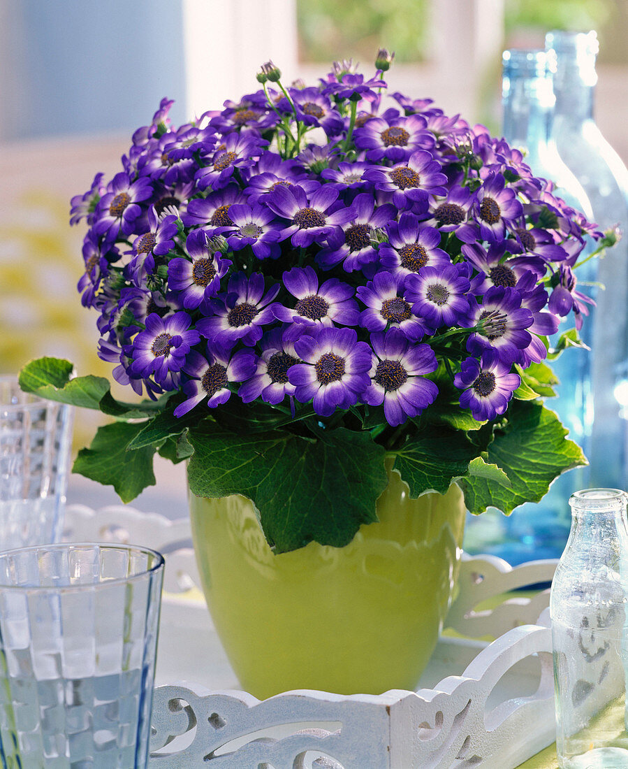 Senecio cruentus in light green pot on white tray