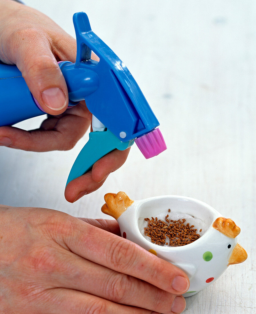 Cress sowing in chicken eggs mug