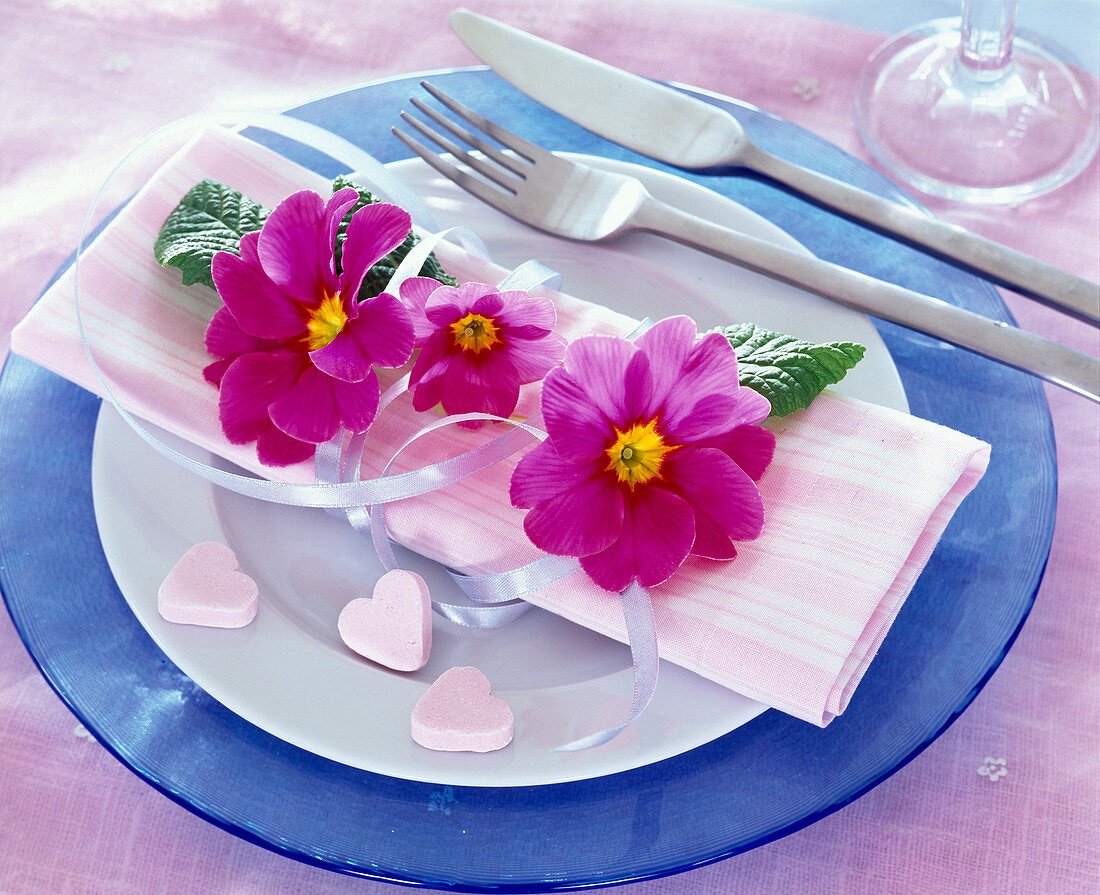 Pink flowers of Primula acaulis (spring primrose) on napkin