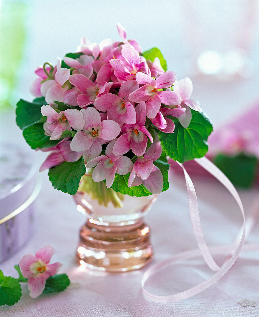 Bouquet of pink Viola odorata 'Apricot' in glass vase