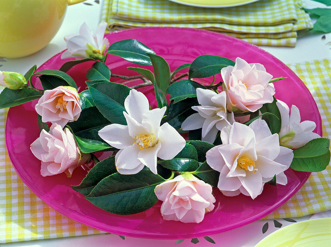 Camellia 'Hagoromo' (camellia) flowers and leaves of , pink