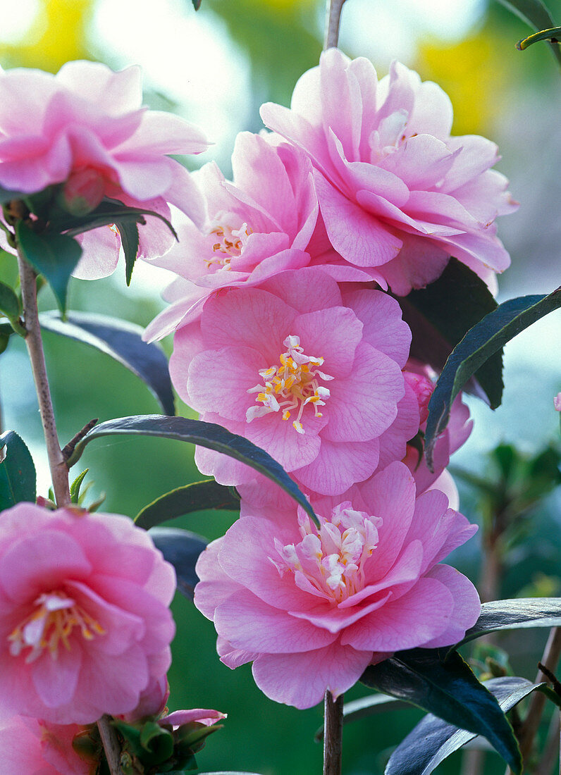 Camellia Hybrid 'Spring Festival' (Camellia)