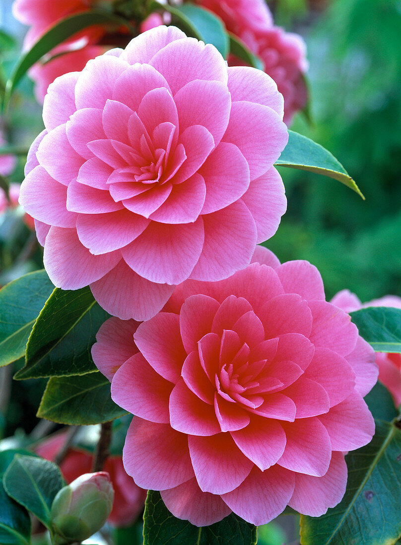 Camellia 'Mrs Tingley' (Kamelie)
