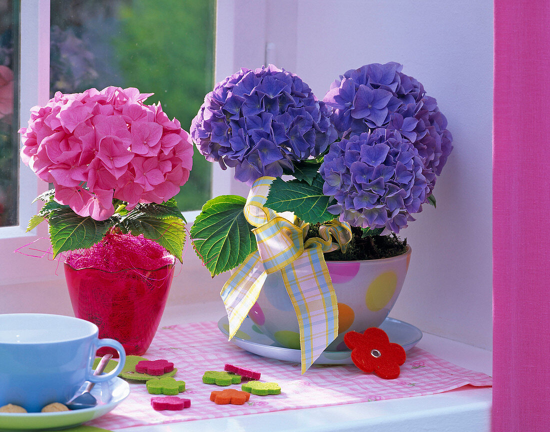 Hydrangea macrophylla (Hortensien) in pink und blau auf der Fensterbank