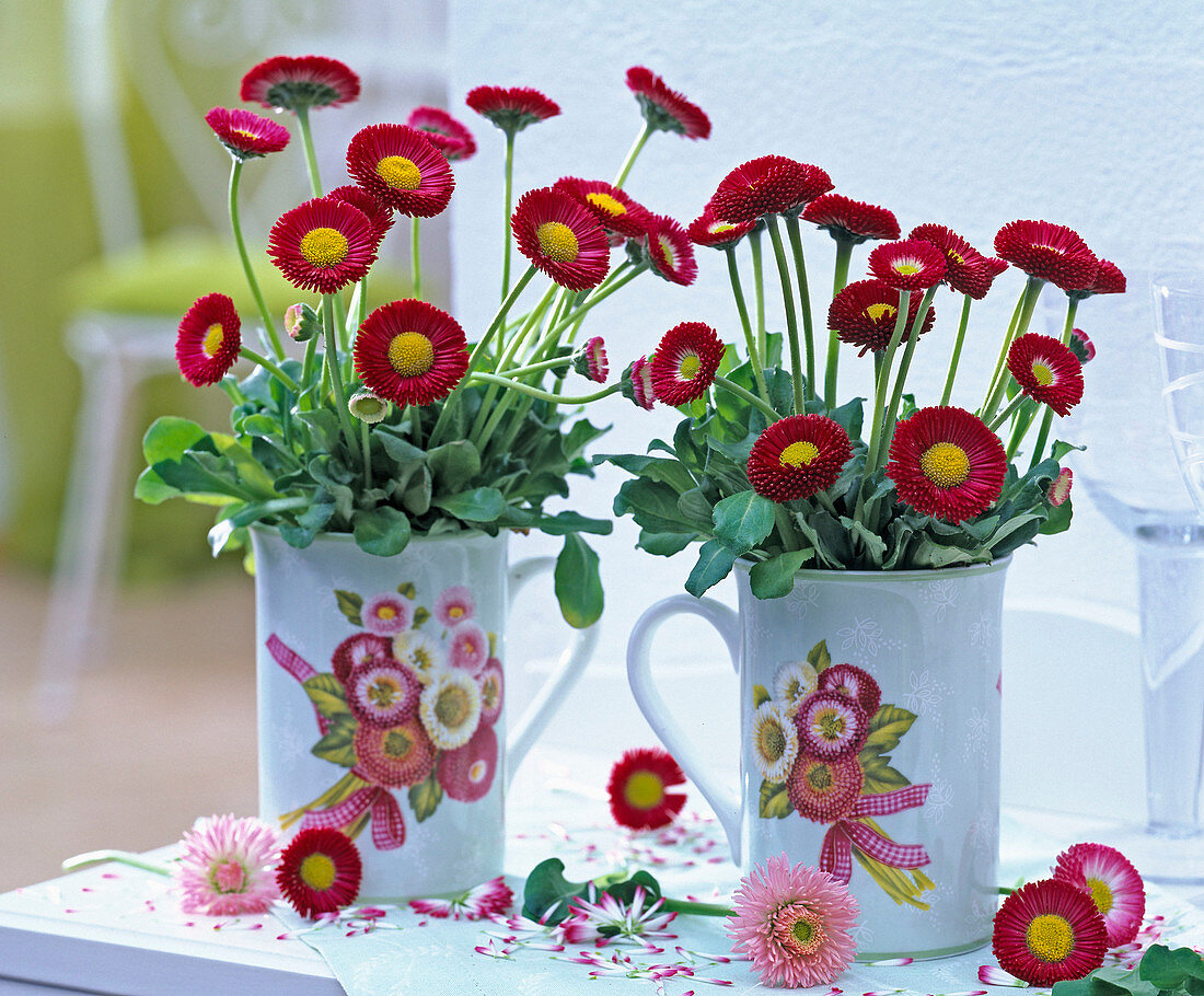 Bellis perennis (Centaury) in cups with Bellis motif on the table