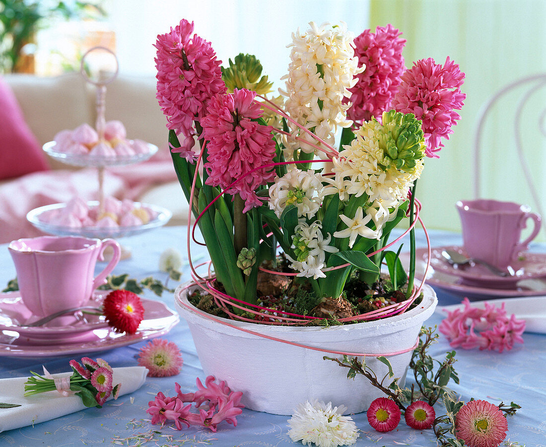 Hyacinthus (Hyazinthen in rosa und weiß) in weiße Schale gepflanzt