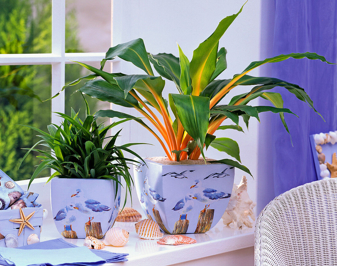 Maritime windowsill with Chlorophytum laxum and 'Green Orange'