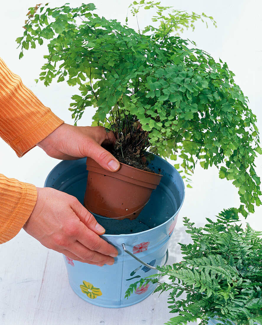 Immerse whole Adiantum raddianum pot in water