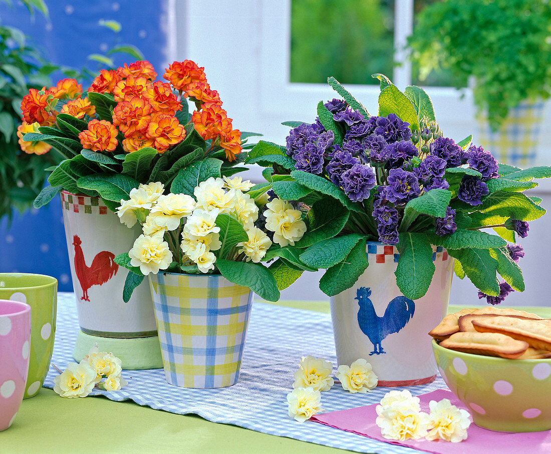 Blooming primula (primrose) in orange, light yellow, purple