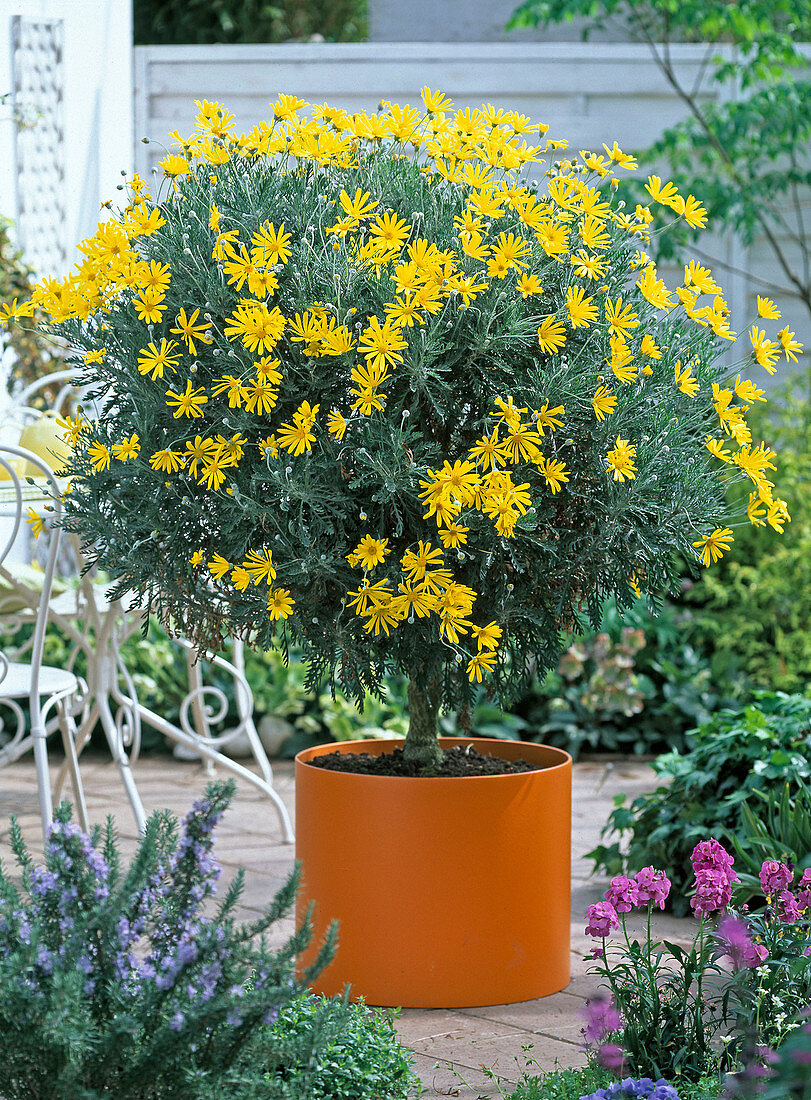 Euryops chrysanthemoides (Golden daisy) in orange plastic pot