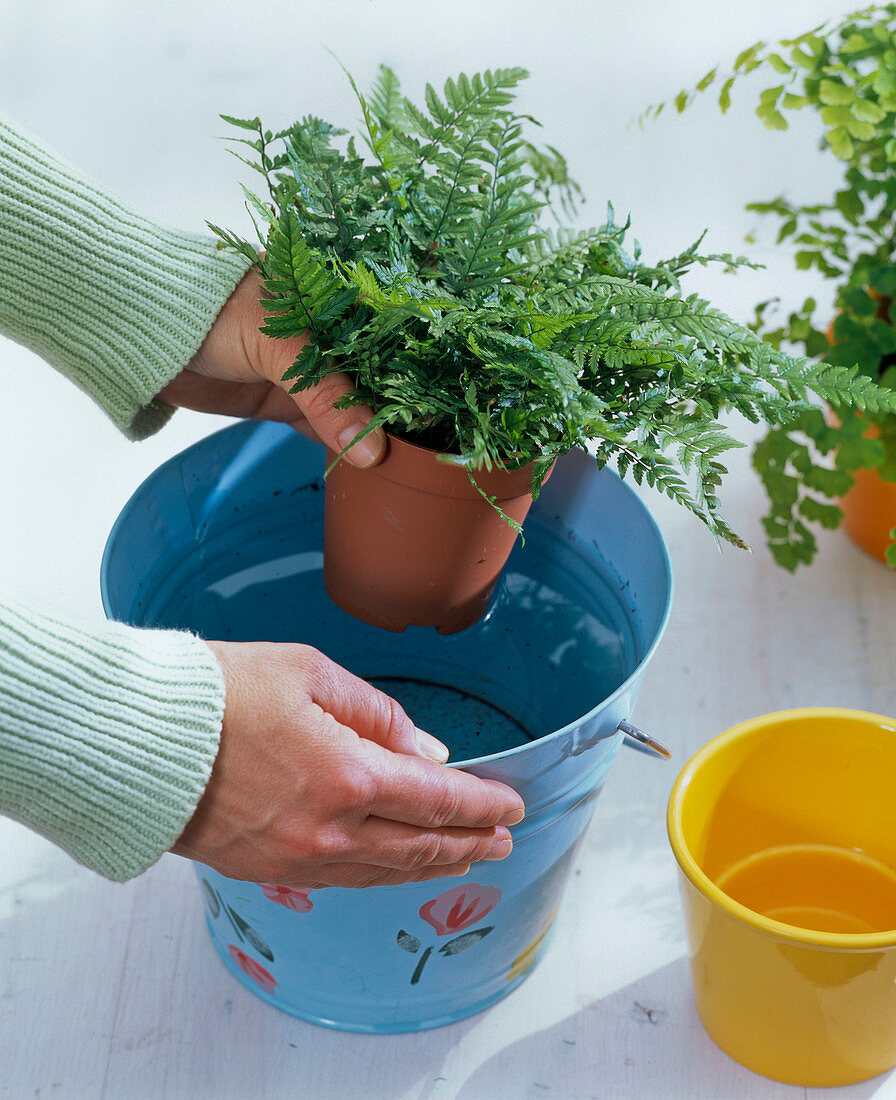 Polystichum (Shield fern) with pot immersed in bucket of water