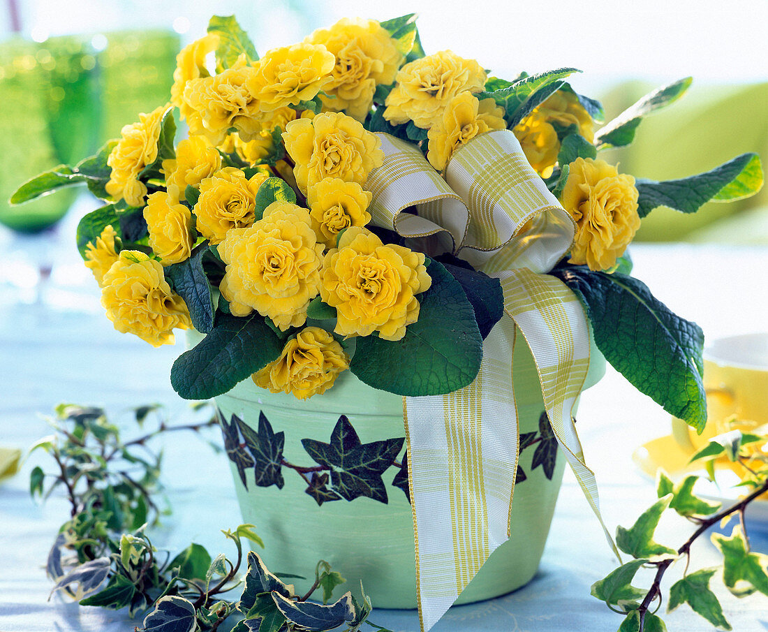 Primula belarina 'Butter Yellow' (primrose) in green pot